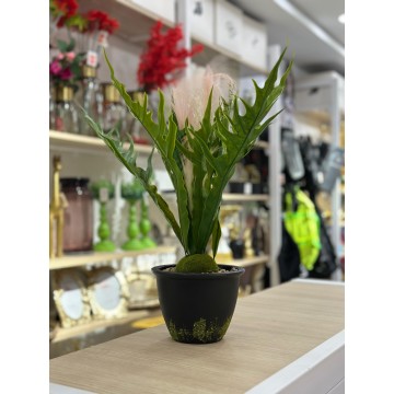 PLANTE DECORATIVE EN...